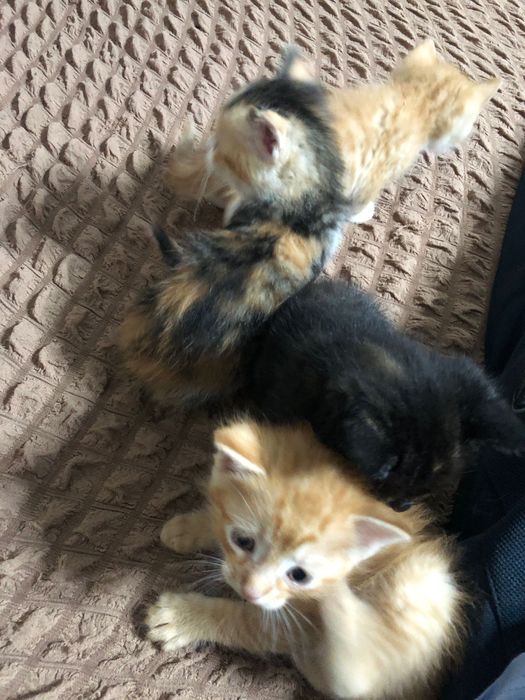 Котята в хорошие руки