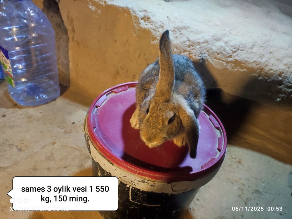 Gibrid quyonlar sotiladi 3 oylik