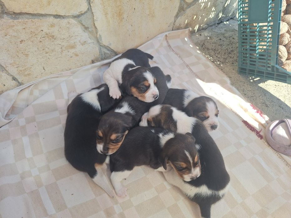 Продавам Малки Бигъли