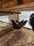 Oua incubat australorp,sussex