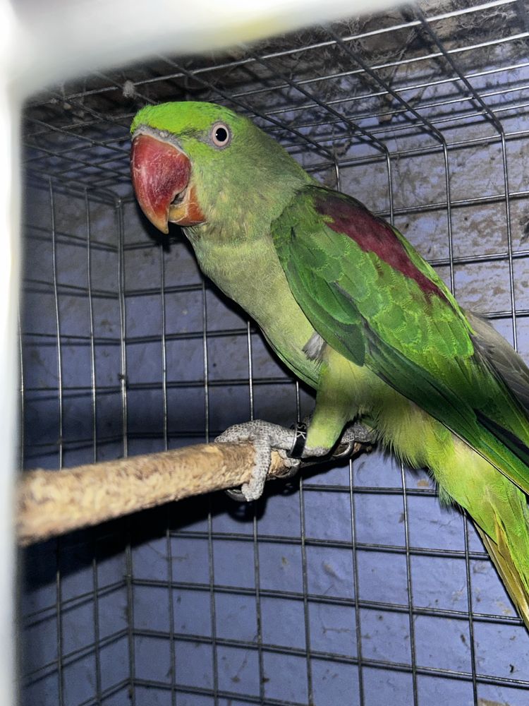 Disponibili papagali diferite rase