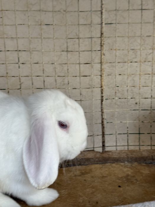 Продается пара декоративных  кроликов