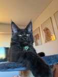 Baietel Maine Coon PEDIGREE