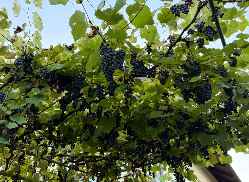 Struguri negri si albi pentru vin