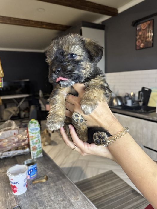 Щенки девочки ищут дом