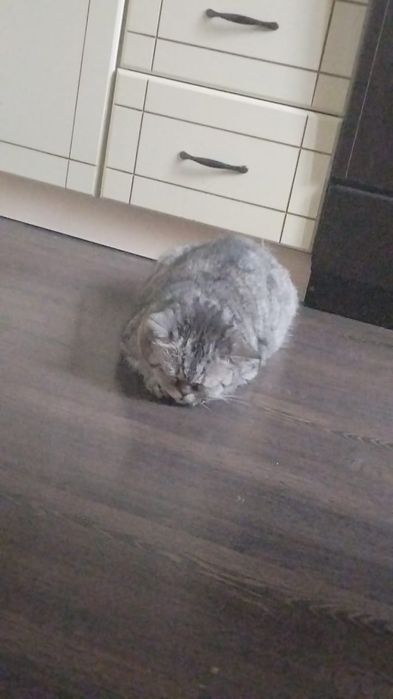 Добрый, умный, котик