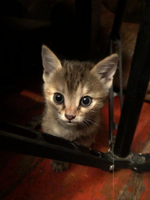 Отдам бесплатно в хорошие руки