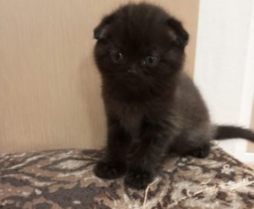 Скоттиш фолд малыш, 1,3 месячные