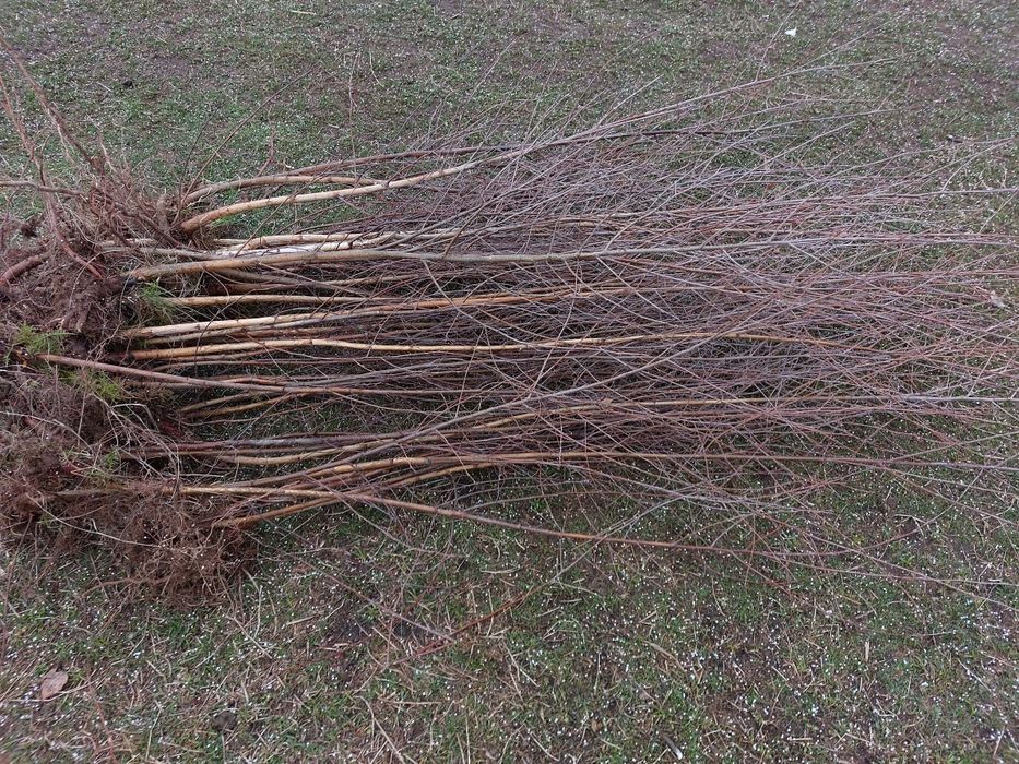 Vand puieti de mesteacan