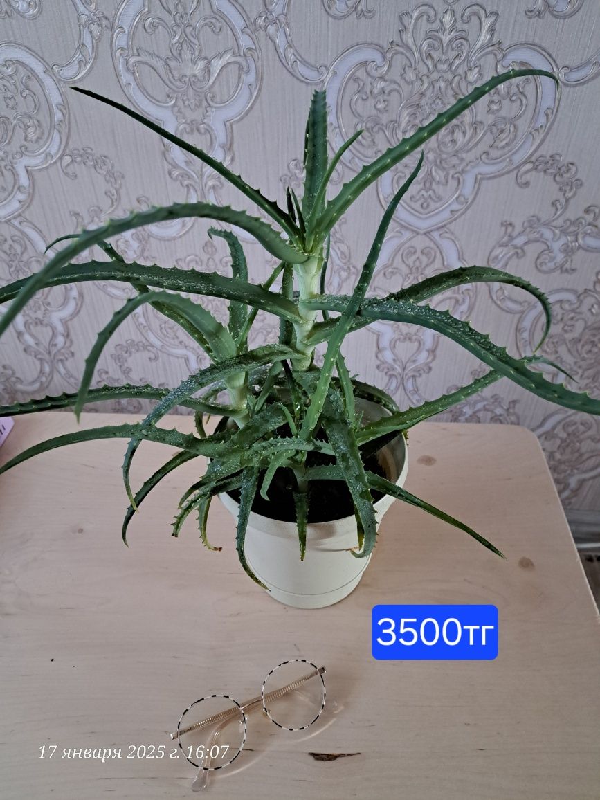 Продам Столетник
