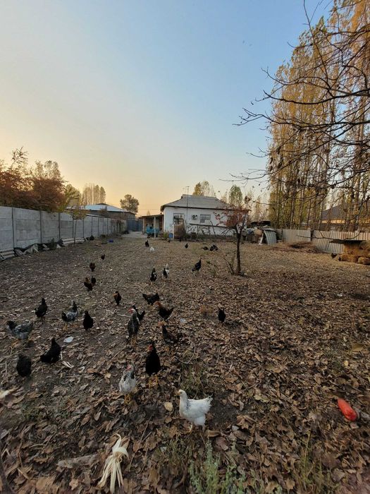 СРОЧНО, продаётся земля в районе "Юкори Чирчик" !! Посёлок сотсализм..