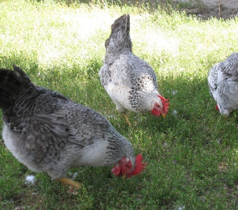 Инкубационное яйца барковская барвистая