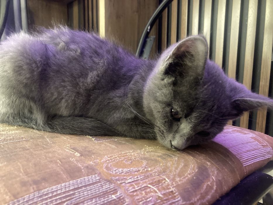 отдам котенка в хорошие руки