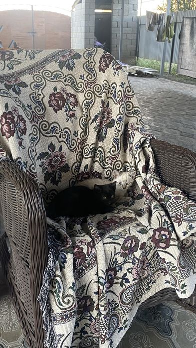 отдам кошку и двух котят в добрые руки