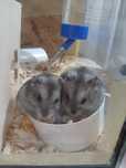 Donez 2 pui hamster persoanelor iubitoare care au grija de ei.