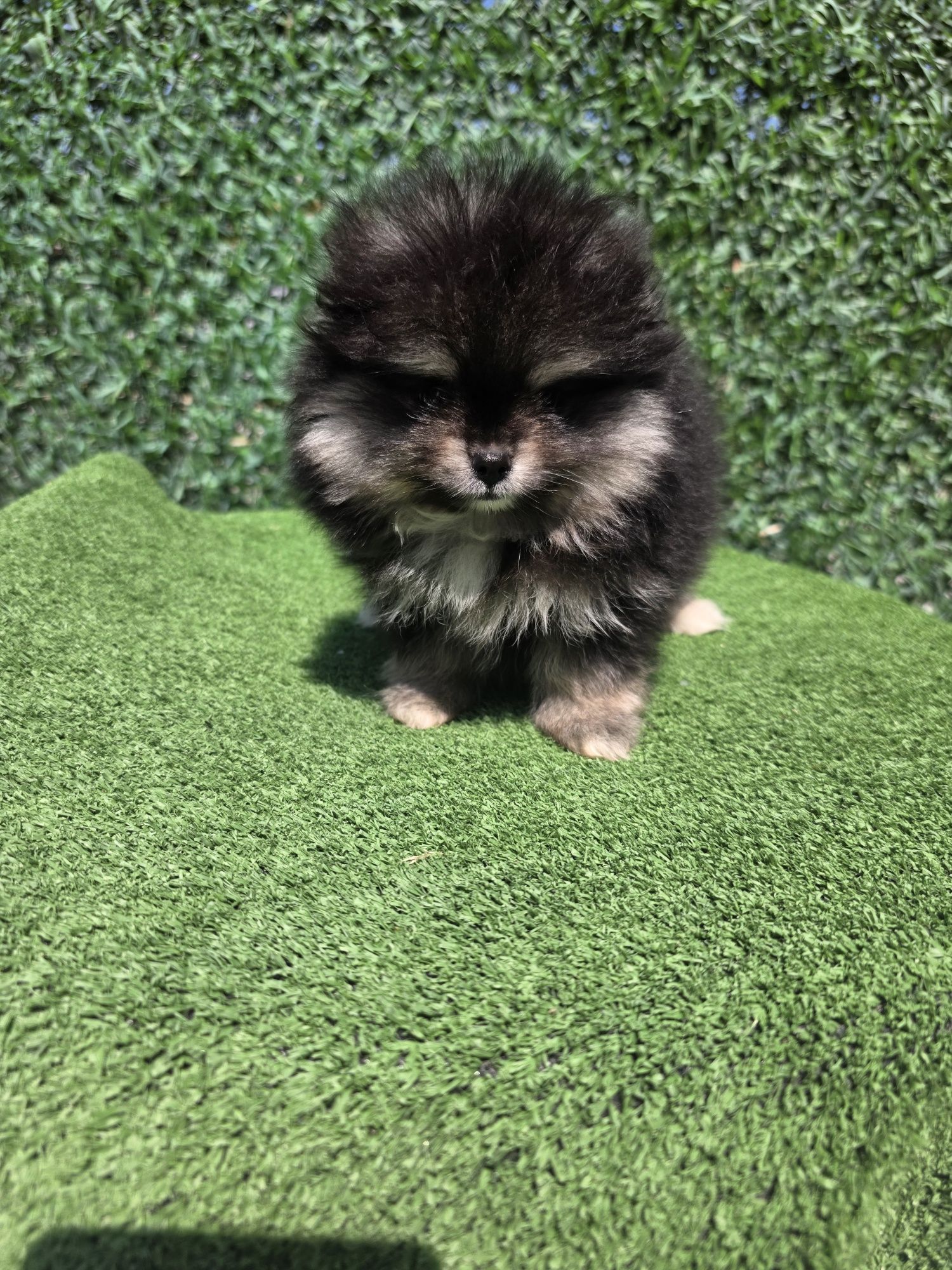 Померан мини /Mini pomeranian/ момичета