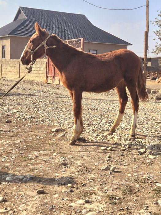 Тай сатылады жуас еркек апитет зор
