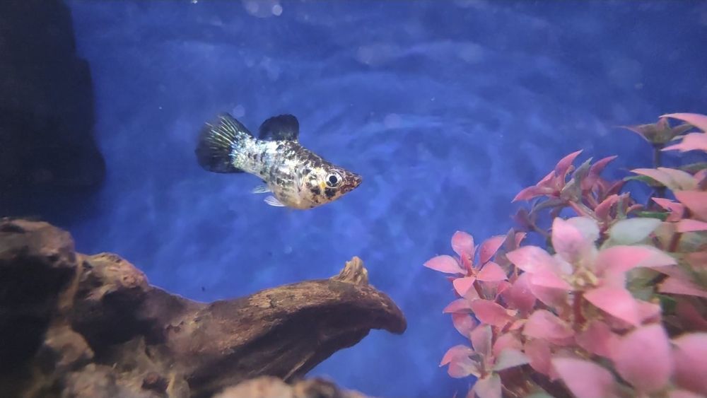 Рыбка моллинезия (молли баллон) самка 1 шт.