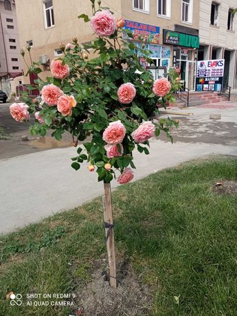 Штамбовая роза английский