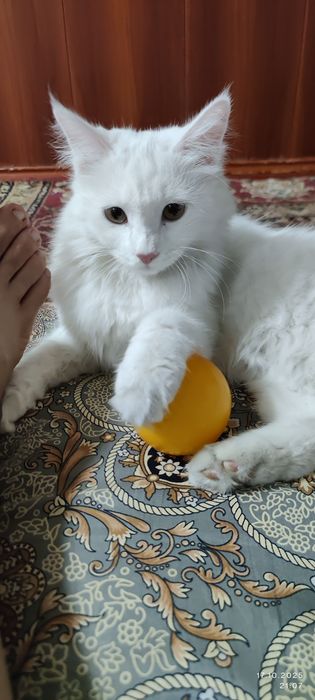 турецкая ангора 8 месяц девочка