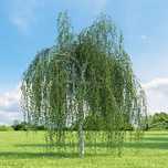 Бяла бреза (Betula pendula)