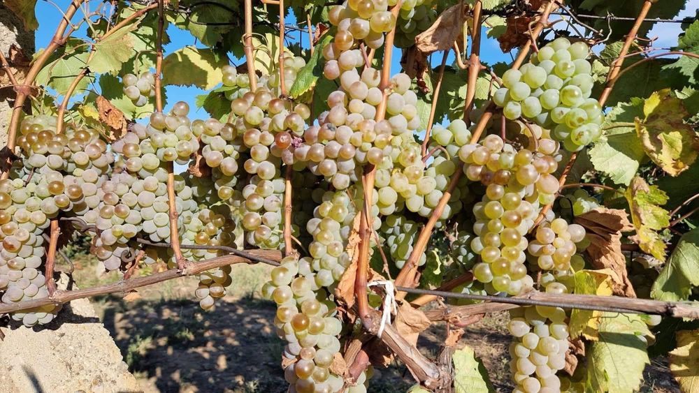 Продавам  грозде  собствено  производство