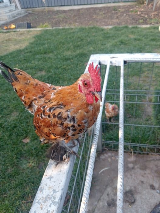 De vânzare cocoș mii de flori