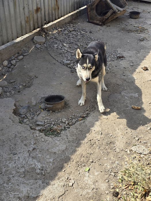 Собака тпороды хаски