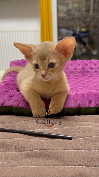 Pui Abisinian de rasă pură – culoare fawn (crem)