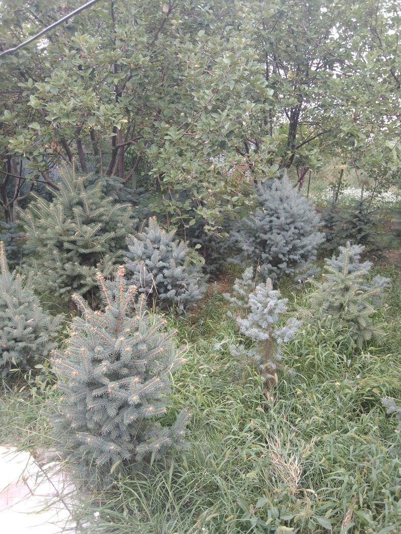 Саженцы хвойных деревьев