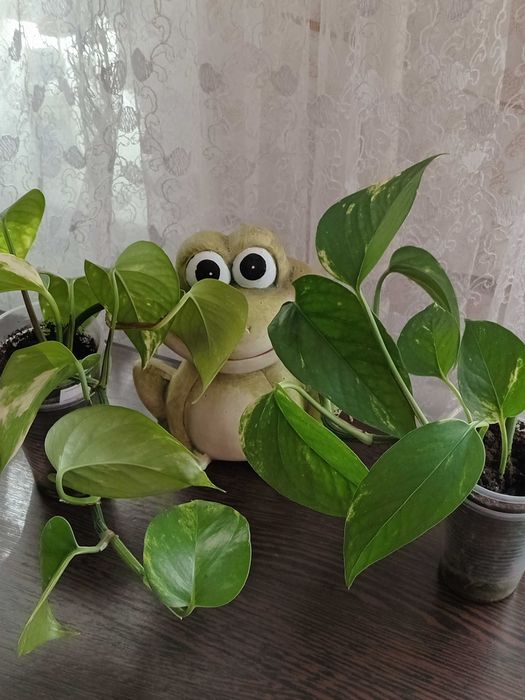 Сциндапсус-комнатное растение