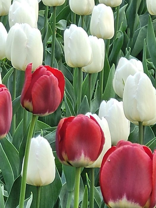 2-х ком.Элитный! Престижный!6 Мик.Ул.пл.