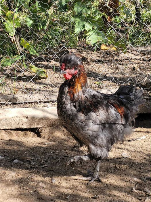 Cocosi motati disponibili