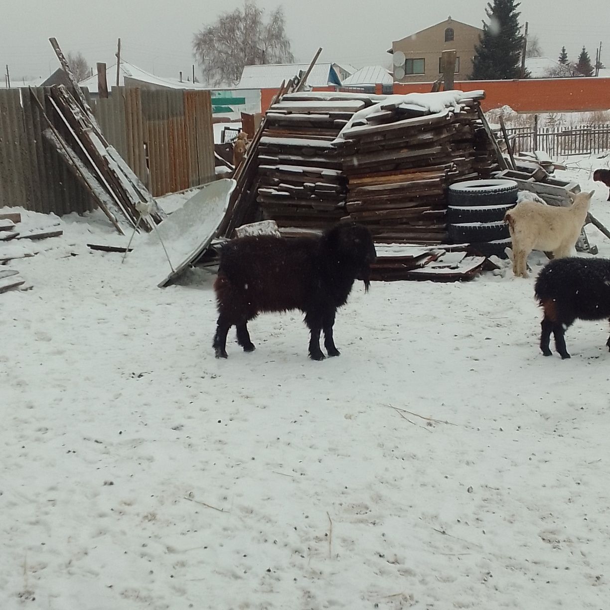 Продам на мясо разных