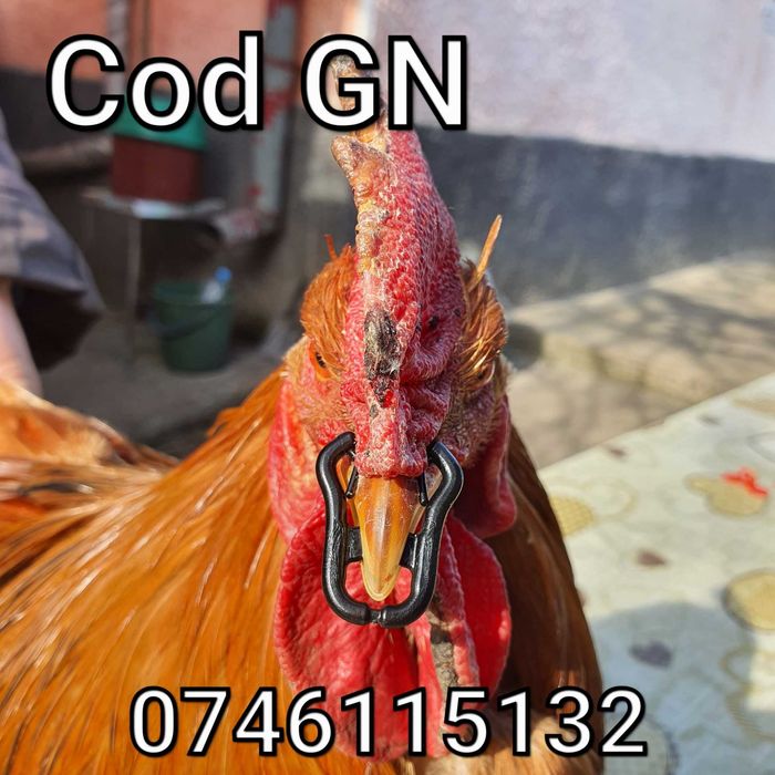 Gaini Fazani Cocosi Pauni-Alternativa Ochelari Impotriva Luptelor - GN