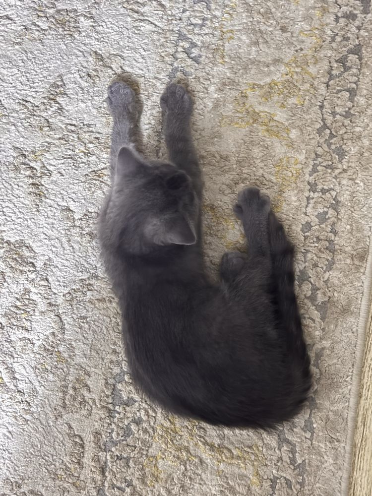 ПРОДАЕТСЯ котенок.