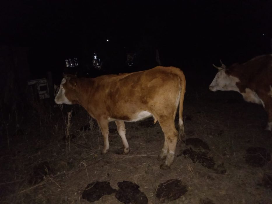 Соғымға сиыр малы сатылады.