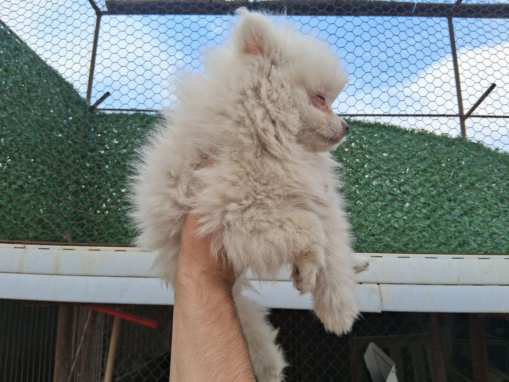 Малки померанчета