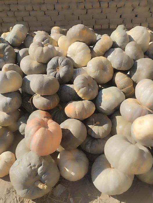 Nokis qalasi gone avtovakzalda