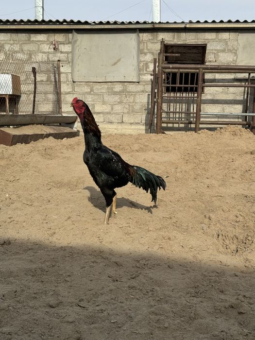 Даканы на ветнамски