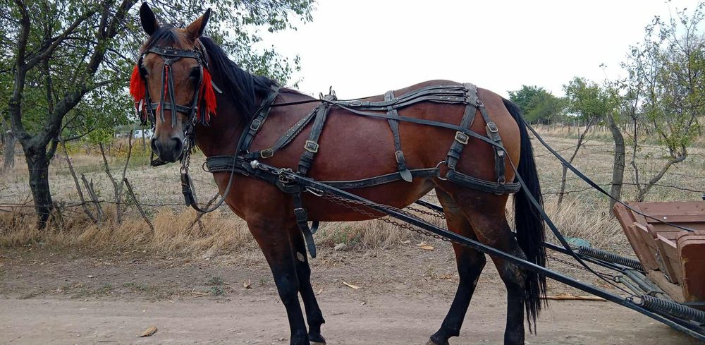 Vând carlana de 3 ani