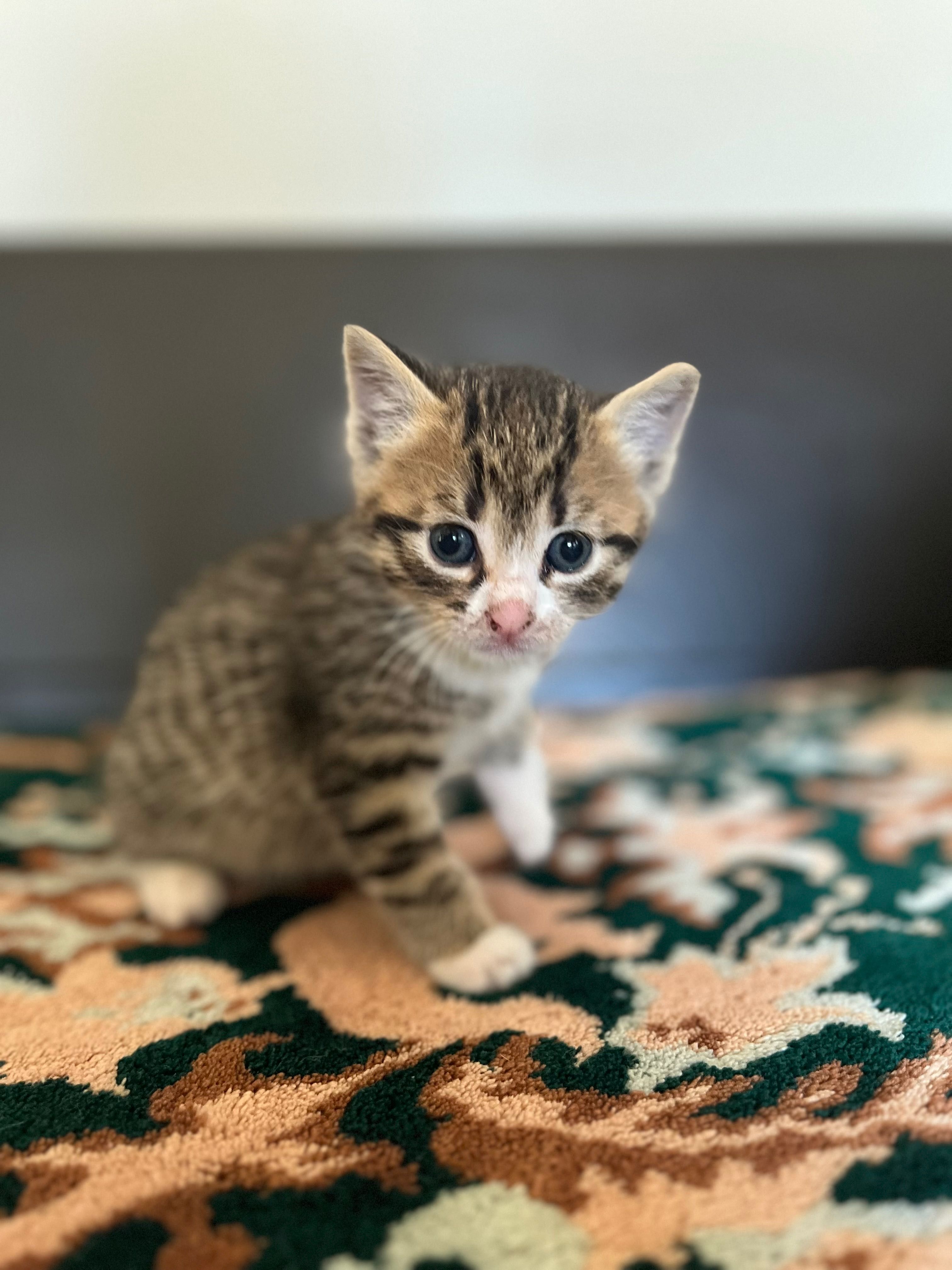 Pisicuțe spre adoptie