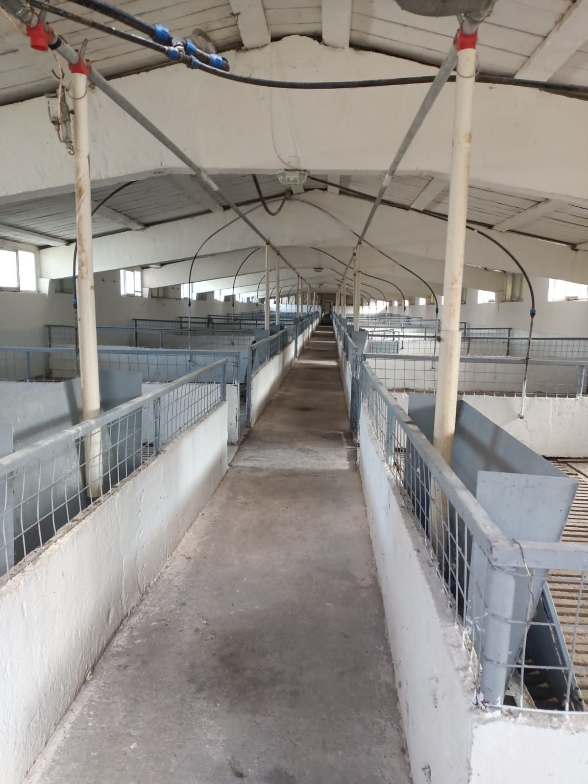Vand ferma de porcine și abator.