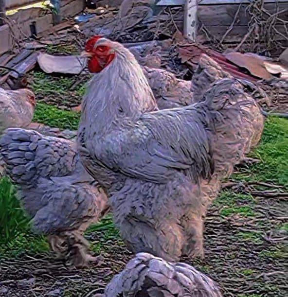 Инкубационое яйцо цыплята Брама Изабелла, Дж.Гигант, Борковская