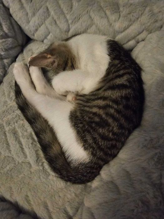 Pisicuta de aproape 4 luni pentru adoptie