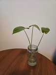 Philodendron (filodendron) pui
