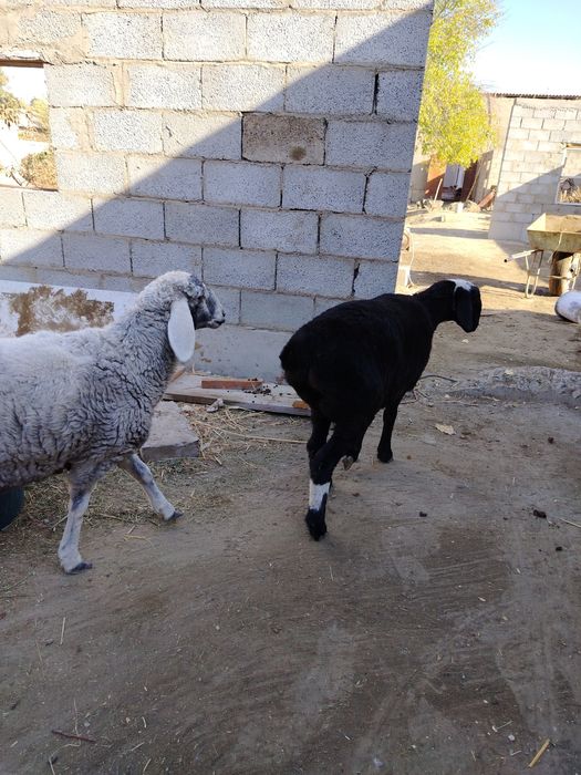 Barrala sotiladi sifatli