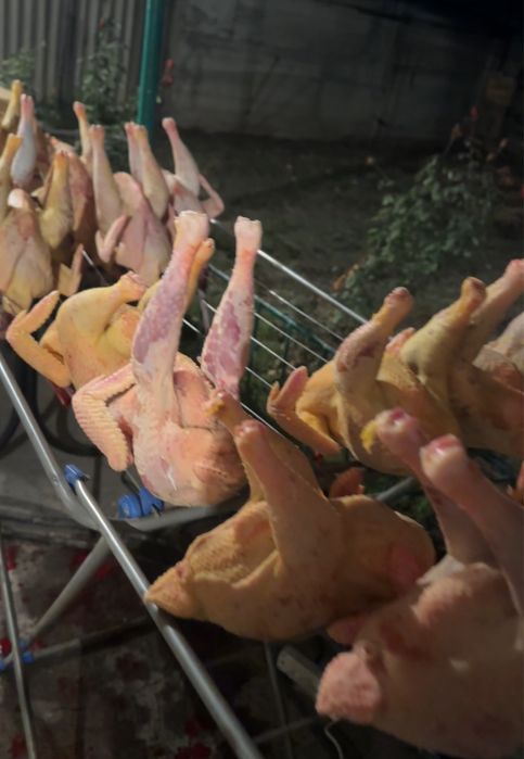 Продается домашние куры