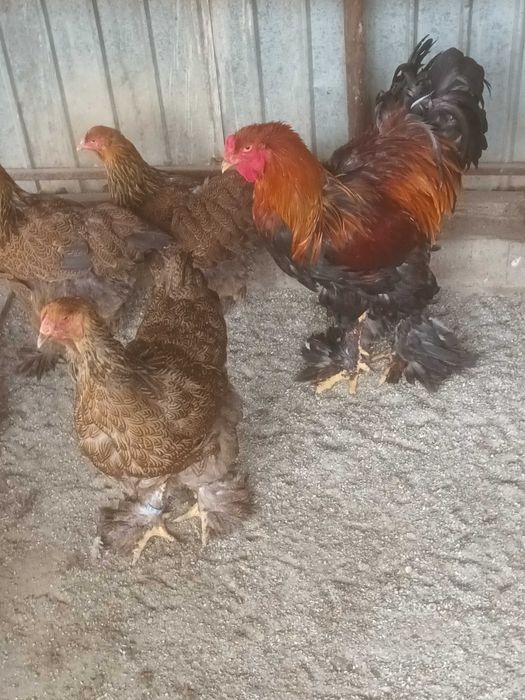 Brahma si cochinchina oua de incubat