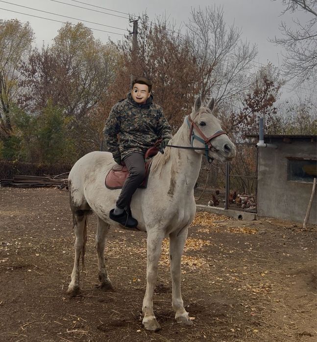 продам      кобылу
